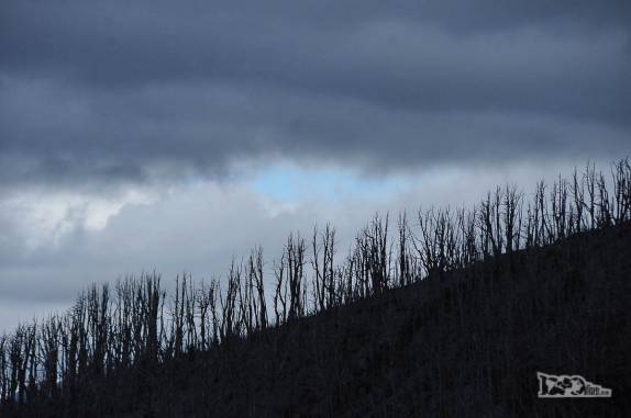 A floresta destruída pela erupção do vulcão Chaitén permanece em pé, como um fantasma, nas encostas da montanha, no sul do Chile